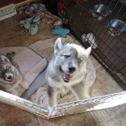 Siberian Husky Puppies from Arctic Circle Kennels