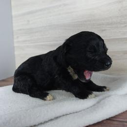 Petal - Black & white female Maltipoo puppy in Doerun, Georgia from Twig & Tail Puppies