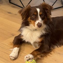 Miniature Australian Shepherds from Dripping Springs Mini Aussies