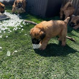 Girl 1 - Wheaten female Soft Coated Wheaten Terrier puppy in Dragoon, Arizona from Wild West Wheatens