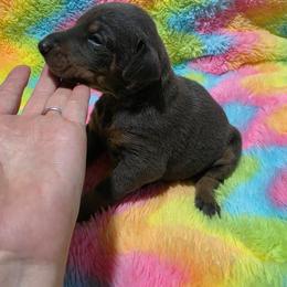 Girl 1 - Blue and rust female Doberman Pinscher puppy in New River, Arizona from Desert Mountain Dobermans