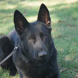 Thomas - German Shepherd