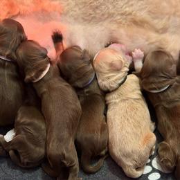 Pink Collar - Chocolate female Goldendoodle puppy in Blanchard, Oklahoma from Dream Doodles by Dondi