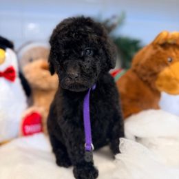 Nancy Downs - Black female Goldendoodle puppy in Houston, Texas from Were The Mack'Doodles
