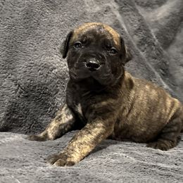 Dark Green Collar - Brindle male Boerboel puppy in Manitowoc, Wisconsin from Mae Boerboel