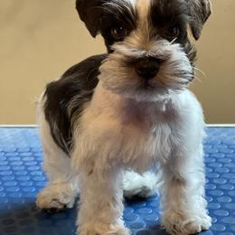Miniature Schnauzer Puppies from Fraizer Farms