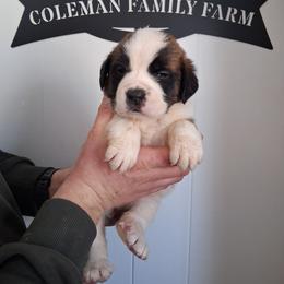 Queen Victoria - White and brown female Saint Bernard puppy in Kinsman, Ohio from Coleman Saint Bernards of Ohio