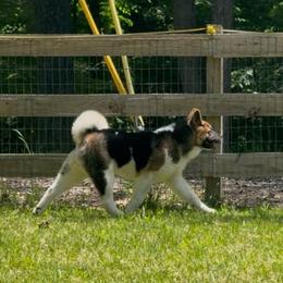 Ollie - Black male Akita puppy in Newton, New Jersey from The__o__pack