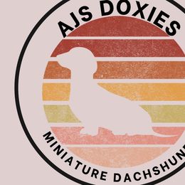 Dachshunds from Aj's Doxies