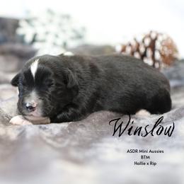 Winslow - Black Bi - Black male Miniature Australian Shepherd puppy in Nacogdoches, Texas from TK Standard, Mini, & Toy Aussies