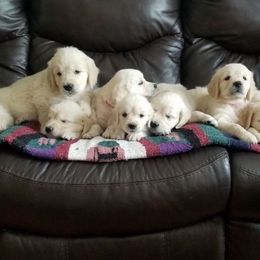 Golden Retrievers from Deborah Hughes' Goldens