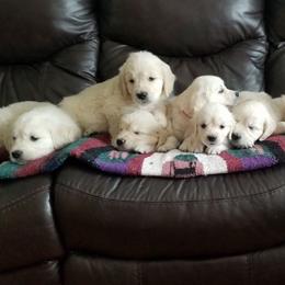 Golden Retrievers from Deborah Hughes' Goldens
