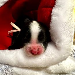 Pink - Black and white female Bernedoodle puppy in Gilbert, Arizona from The Berne Barn... it’s a Doodle thing!