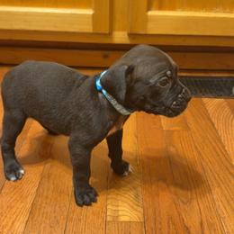 Light Blue Collar Female - Black brindle female Cane Corso puppy in Jasper, Alabama from C&M Cane Corso