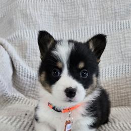 Rocky - Black and tan male Pembroke Welsh Corgi puppy in Americus, Kansas from Kandi's Pups