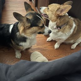 Pembroke Welsh Corgi puppies from Lakeside Corgi Club