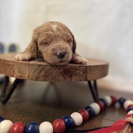 Yankee Doodle - Red  female Goldendoodle puppy in Gower, Missouri from Hillside Paws