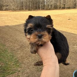 Boy number 3 - Black and tan male Yorkshire Terrier puppy in Statham, Georgia from The Yorkie Love Shack