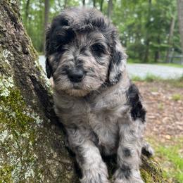 Rain - Merle female Goldendoodle puppy in New Ringgold, Pennsylvania from Hawk Mountain Doodles