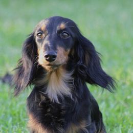 Lady - Dachshund
