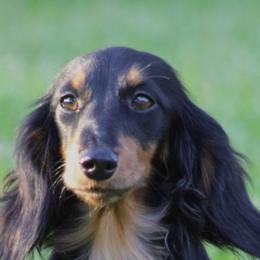 Lady - Dachshund