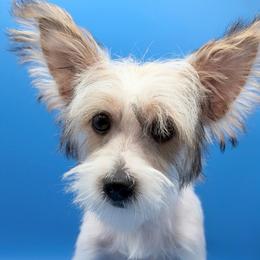 Ken - Parti male Yorkshire Terrier puppy in Flagler Estates, Florida from Fiesta Pups