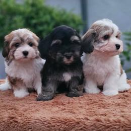 Cavachon, Cavalier King Charles Spaniel, Cavapoo, and Havanese Puppies from Peaks Pups & Cavachon Love Chocolate Cavaliers, Cavaliers, Cavachon’s, Cavapoos & Havanese