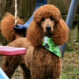 Kota - Poodle
