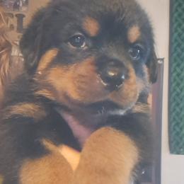 Boy 7 - Black and mahogany male Rottweiler puppy in De Witt, Iowa from Irish Eyes Kennels