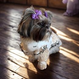 Lucy - Shih Tzu