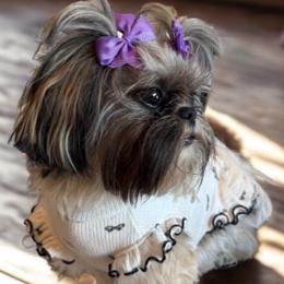 Lucy - Shih Tzu