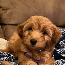 Goldendoodle Puppies from Northwoods Goldendoodles