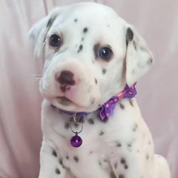 Lillith (Purple Collar Female) HUA - White and liver brown female Dalmatian puppy in Raymondville, Missouri from Wagner's Dalmatian's