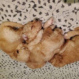 Goldendoodle Puppies from Soule Buddies