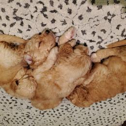 Goldendoodle Puppies from Soule Buddies