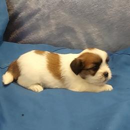 Boy 1 - Parti male Lhasa Apso puppy in Norman, Oklahoma from Steve's Puppies
