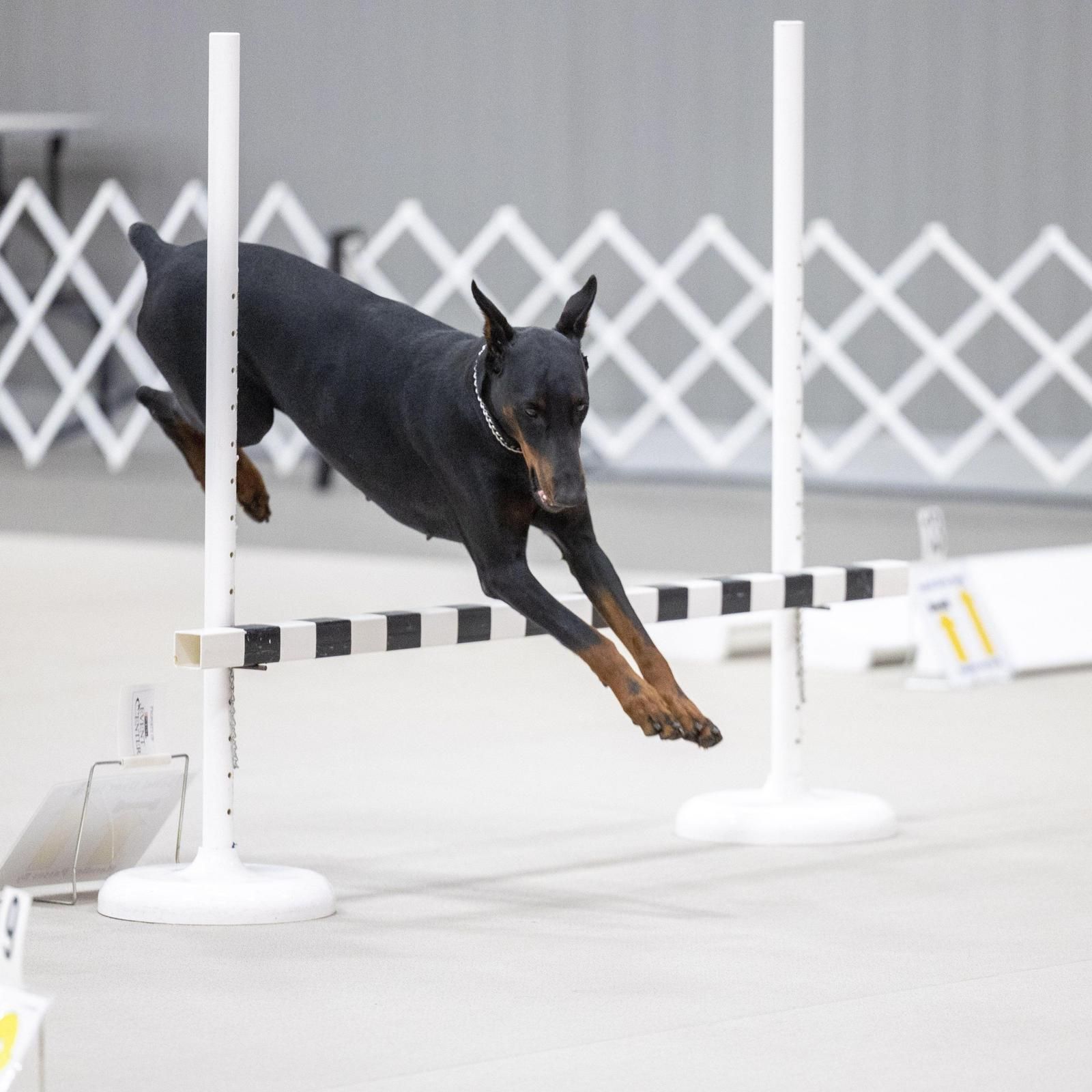 Doberman preto e ferrugem saltando em uma competição