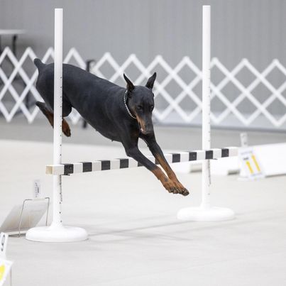 Black and rust Doberman jumping in a competition