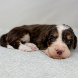 Rhythm - Brown male Bernedoodle puppy in Fleming, Colorado from Vandenbark Doodles