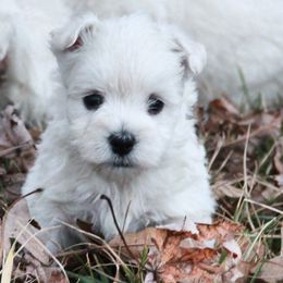 West Highland White Terrier Puppies from The West Acres