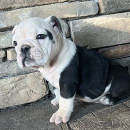 Bubbs - Black tri-color male Bulldog puppy in Salem, Illinois from Itsabulldogthing