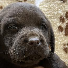 Labrador Retrievers from Russell Creek Labradors