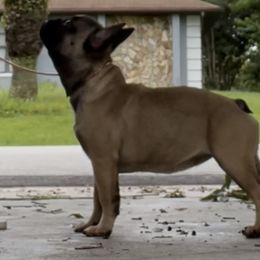 French Bulldogs from Southern Sweet Bullies