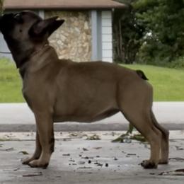 French Bulldogs from Southern Sweet Bullies