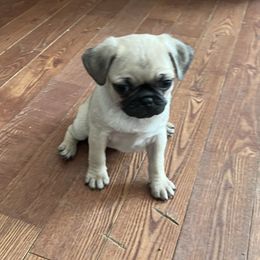 Pug Puppies from Pam’s Perfect Pugs
