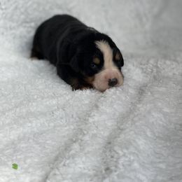 Bernese Mountain Dog Puppies from Michetti’s Mountain Dogs