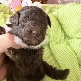 Gloria - Brown female Poodle puppy in Florence County, South Carolina from Modern Family Standards