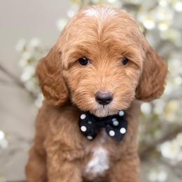 Zack - Apricot male Goldendoodle puppy in Yuciapa, California from AlltheDoodlez_