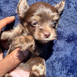 Cairo - Chocolate and tan male Yorkshire Terrier puppy in Lynwood, Illinois from SaintNicksWay
