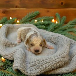 Puppy 2 - Apricot male Maltipoo puppy in St. George, Utah from Winchester Hills Poodles and Doodles
